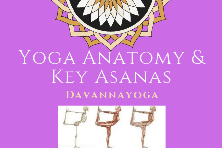 yoga anatomy and key asanas